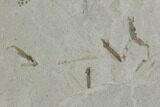 Fossil Cranefly Cluster- Green River Formation, Utah #108818-2